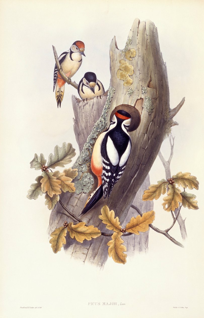 Buntspecht (Dendrocopos major), Gravur von John Gould von John Gould