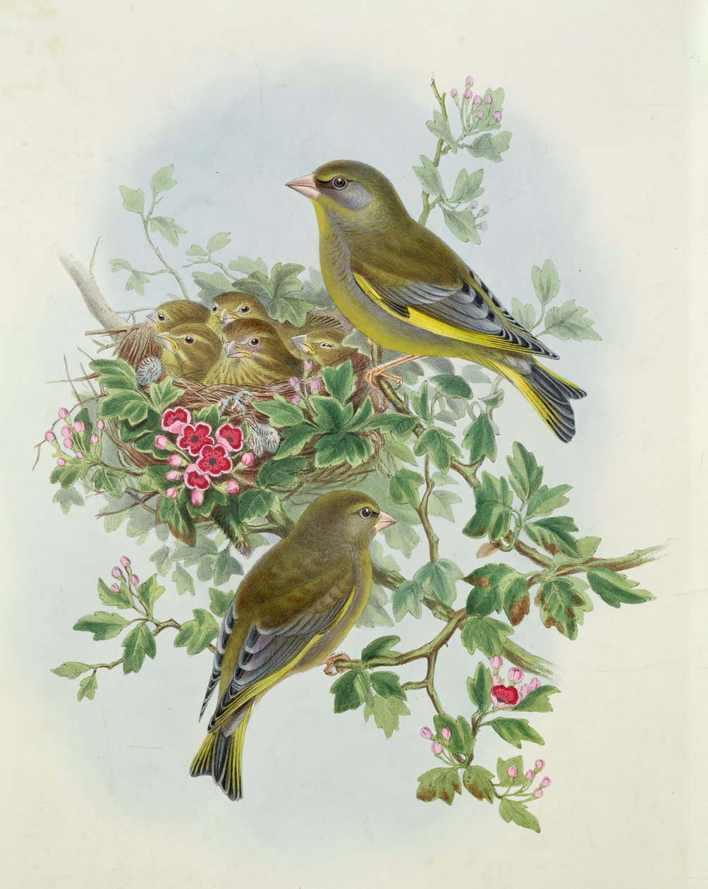 Grünfink, 1873 von John Gould