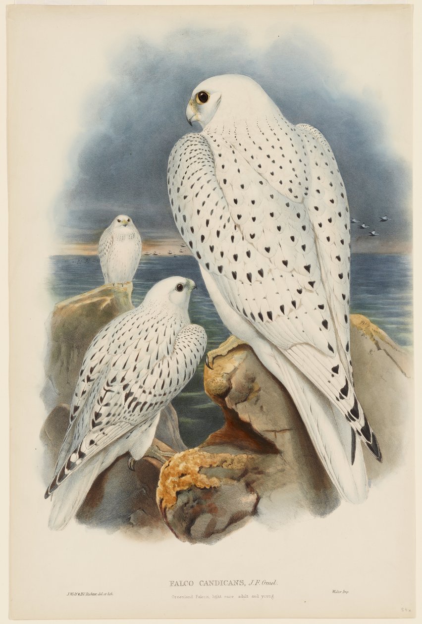 Grönlandfalke von John Gould