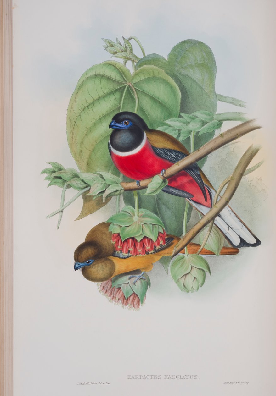 Harpactes Fasciatus, Tafel aus Die Vögel von Großbritannien von John Gould, veröffentlicht 1862-73 von John Gould
