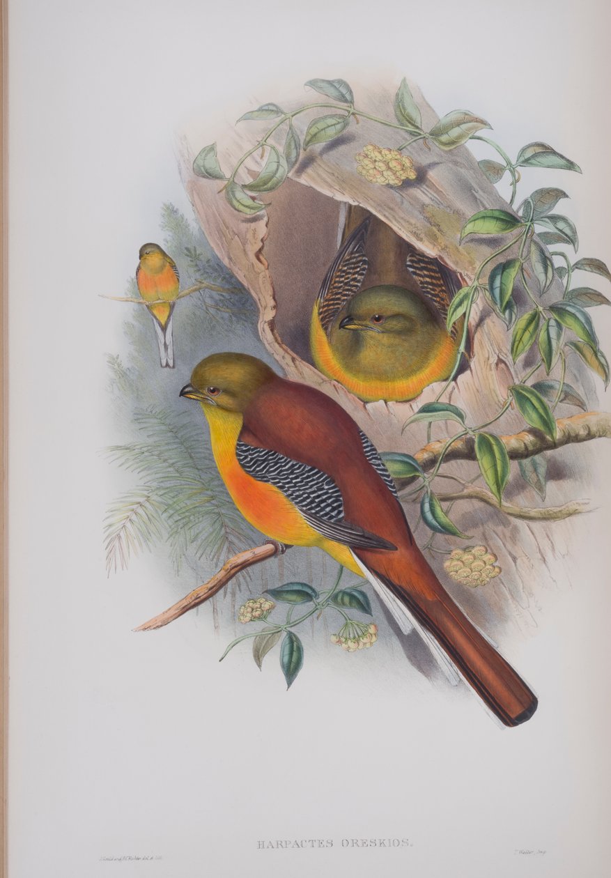 Harpactes Oreskios, Tafel aus Die Vögel von Großbritannien von John Gould, veröffentlicht 1862-73 von John Gould