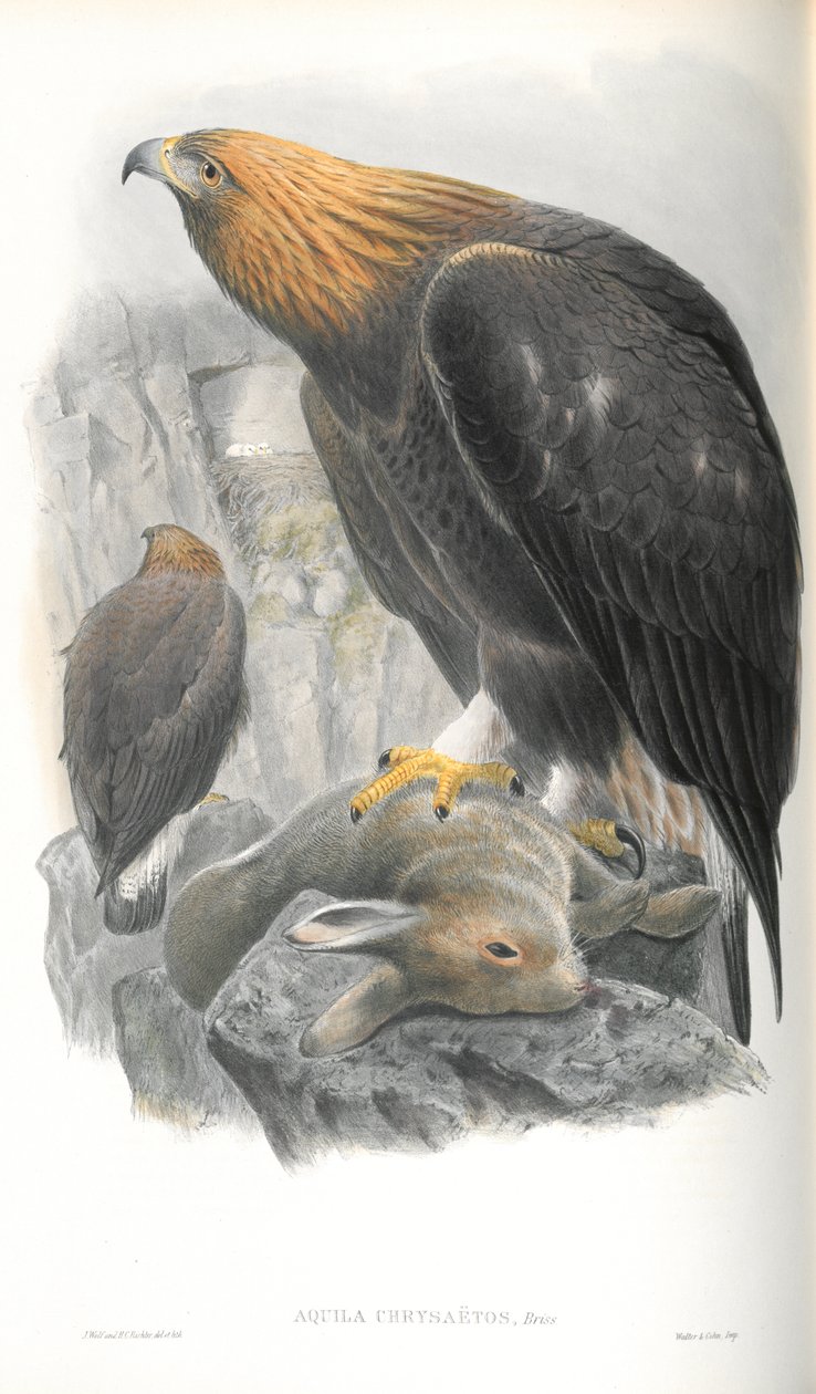 Illustration des Steinadlers von John Gould