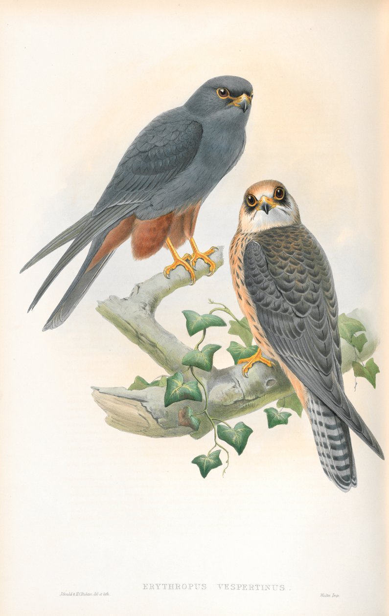 Illustration von Erythropus Vespertinus (Rotfußfalke) von John Gould