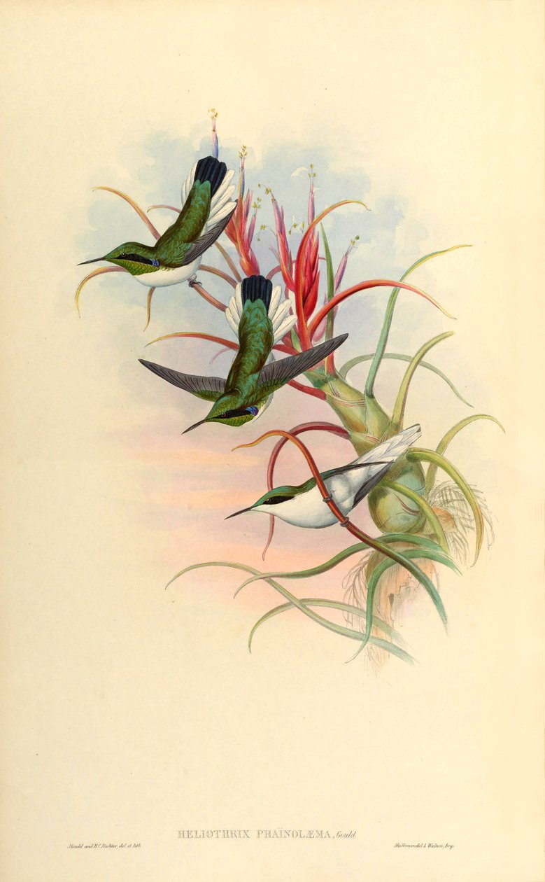 Illustration von Heliothrix phainolaema (= Heliothryx auritus phainolaemus) (Kolibri) auf Tillandsia bulbosa (Bromelie) von John Gould