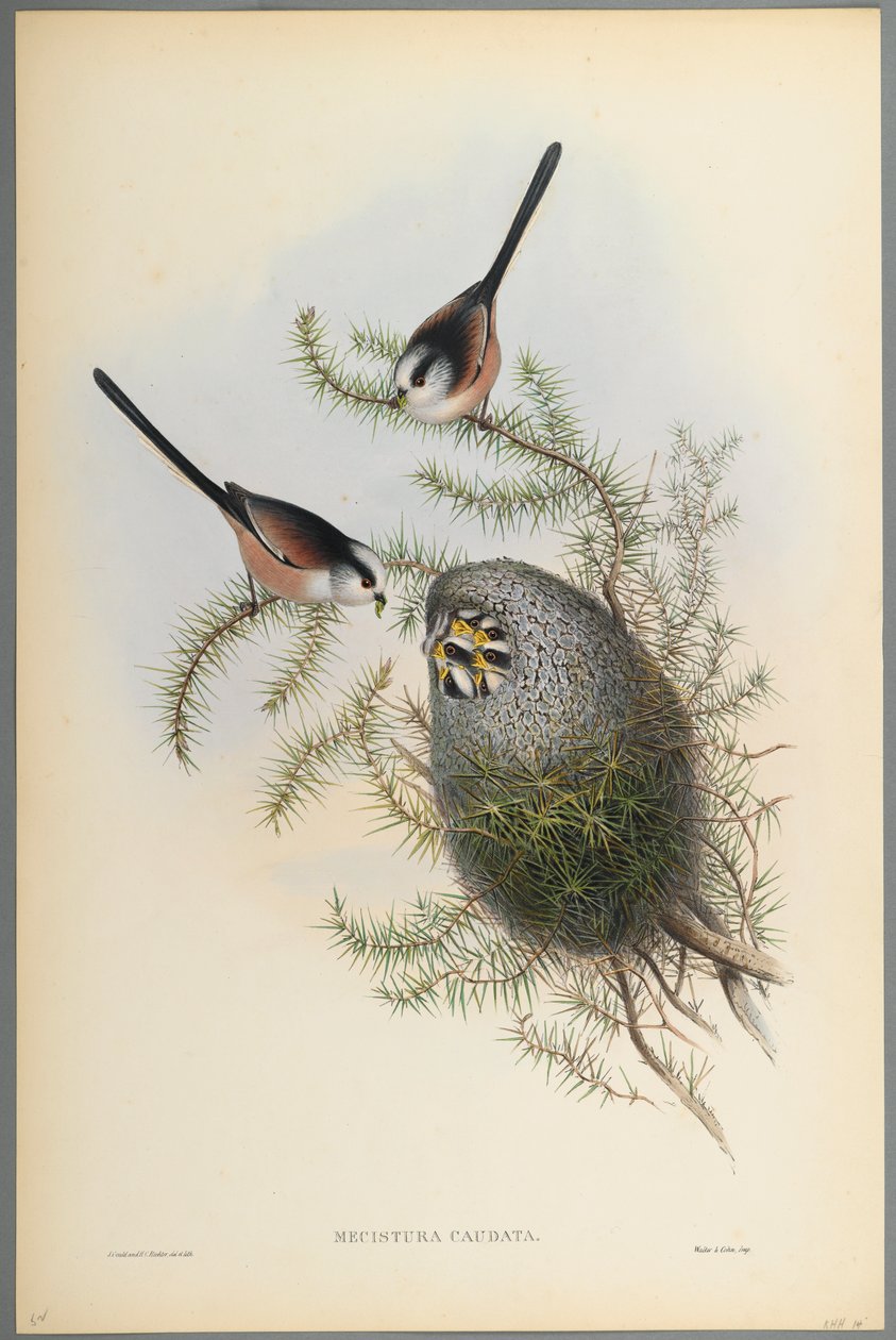 Schwanzmeise von John Gould