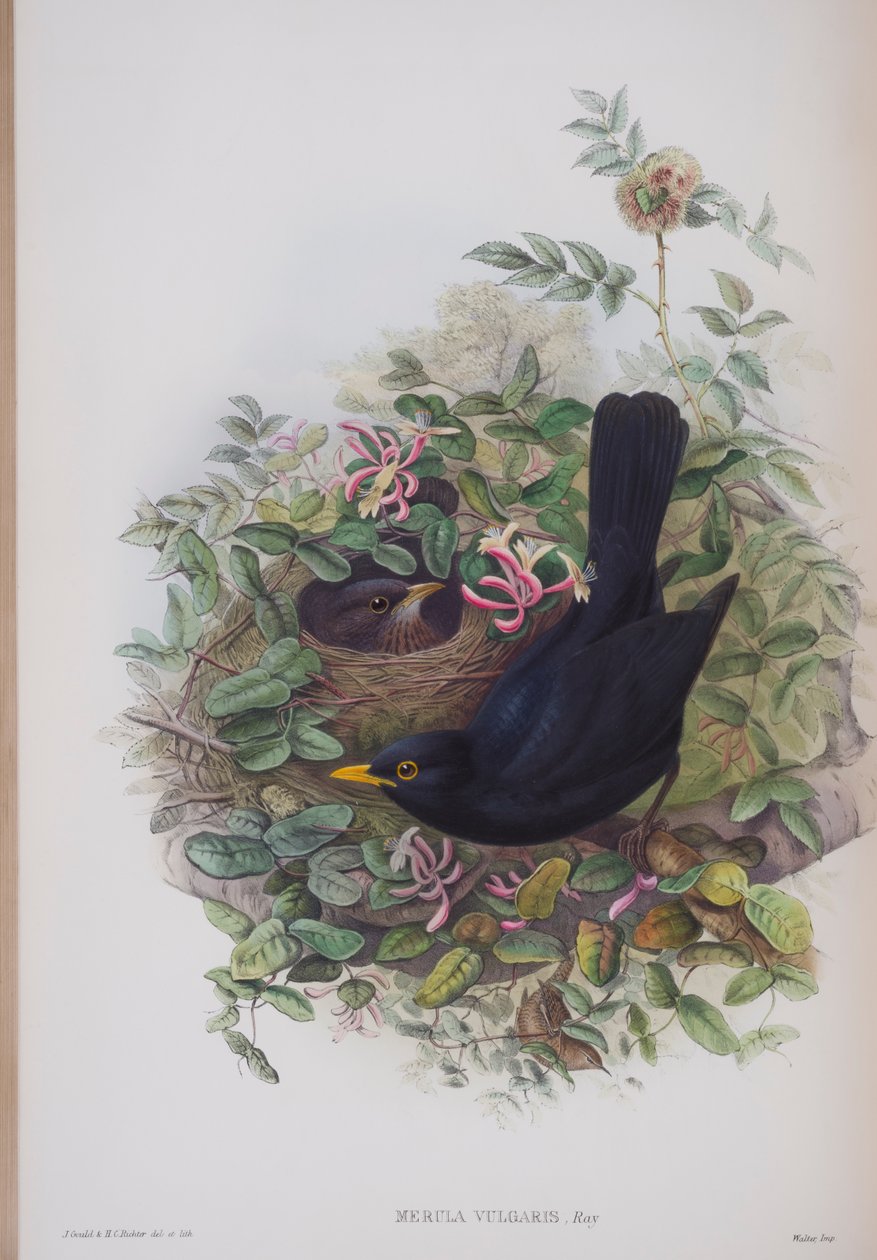 Merula Vulgaris, Tafel aus Die Vögel von Großbritannien von John Gould, veröffentlicht 1862-73 von John Gould