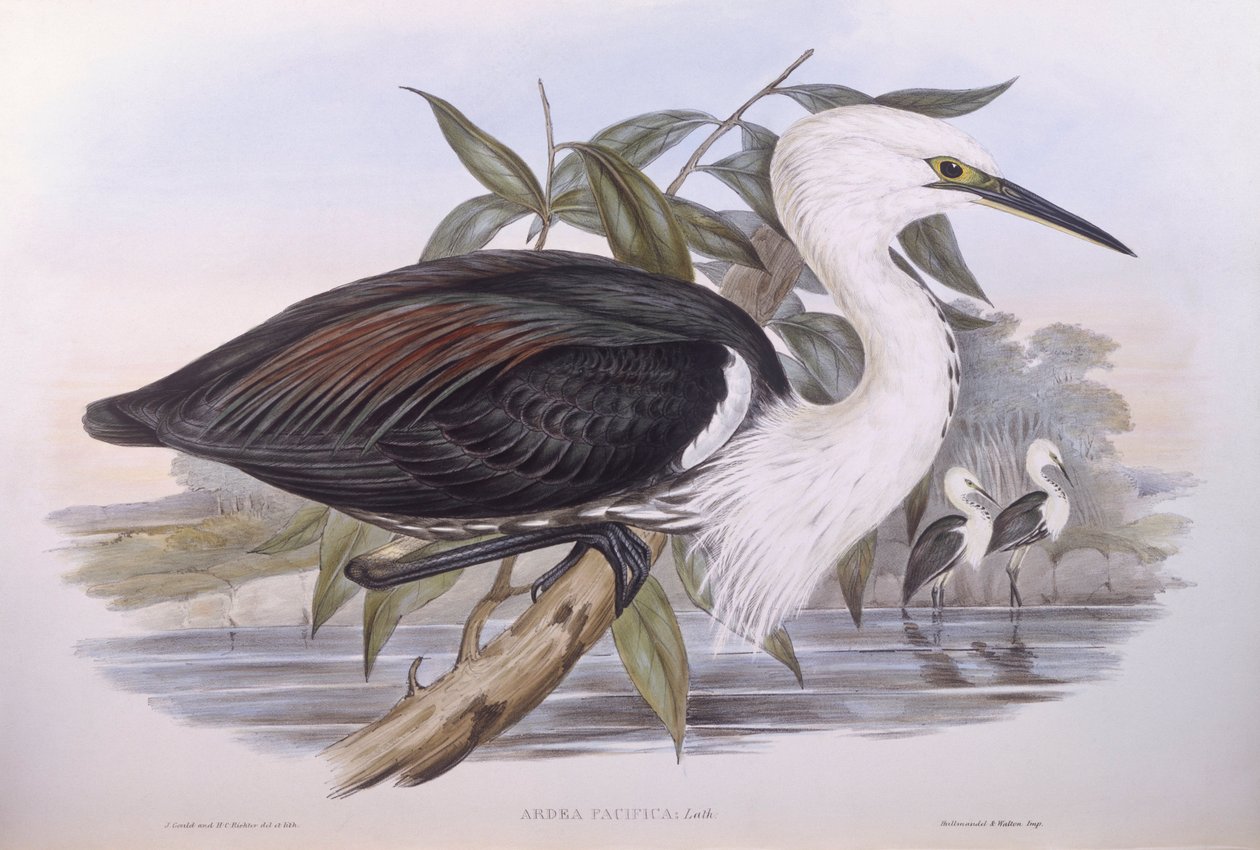 Pazifischer Reiher, Gravur von John Gould von John Gould