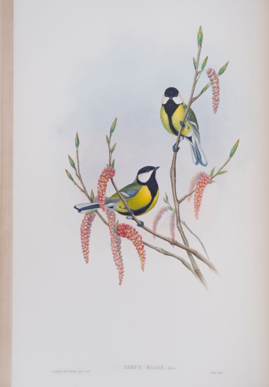 Parus Major, Tafel aus Die Vögel von Großbritannien von John Gould, veröffentlicht 1862-73 von John Gould