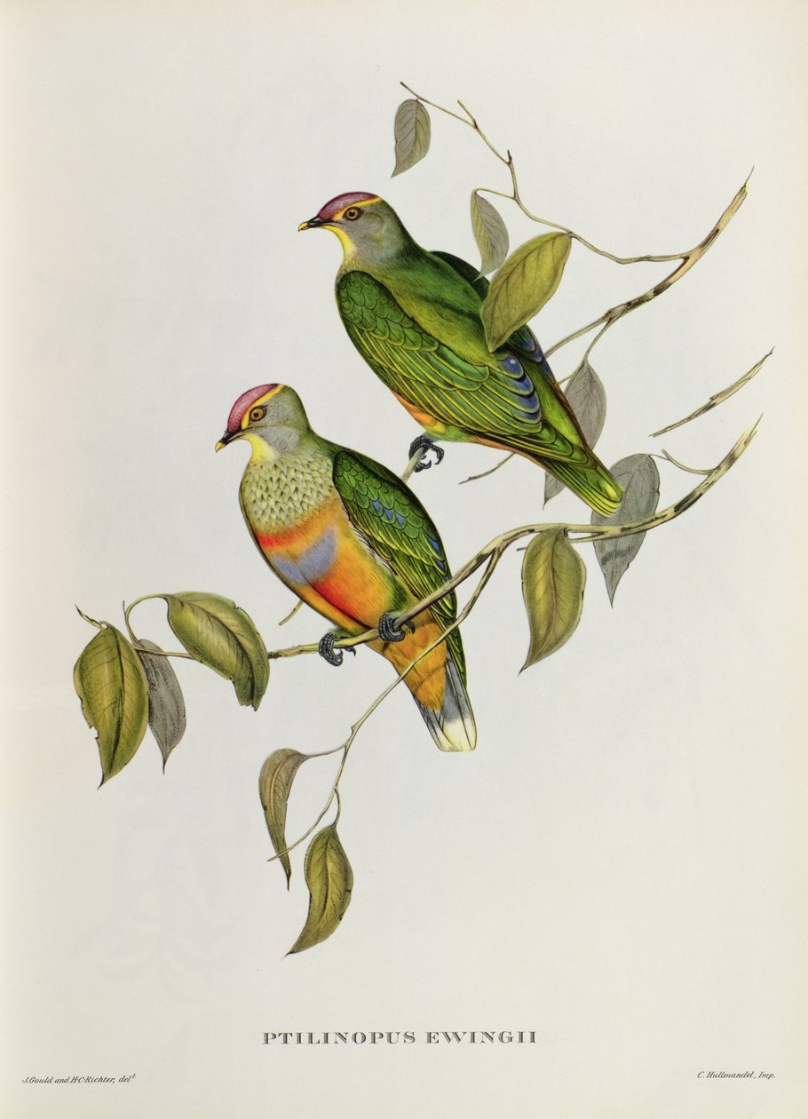 Ptilinopus Ewingii von John Gould