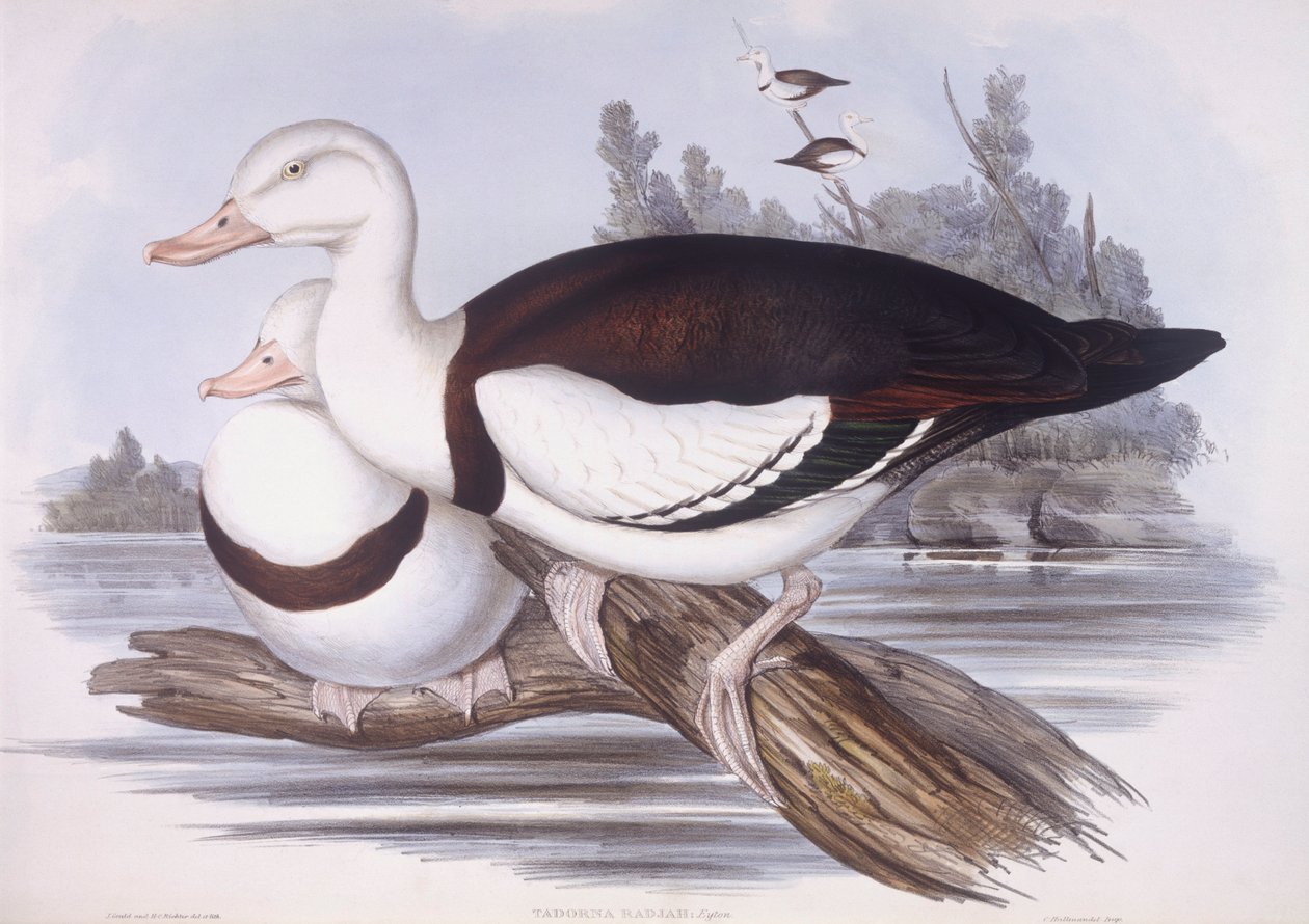 Radjah-Schnatterente (Tadorna radjah), Gravur von John Gould von John Gould