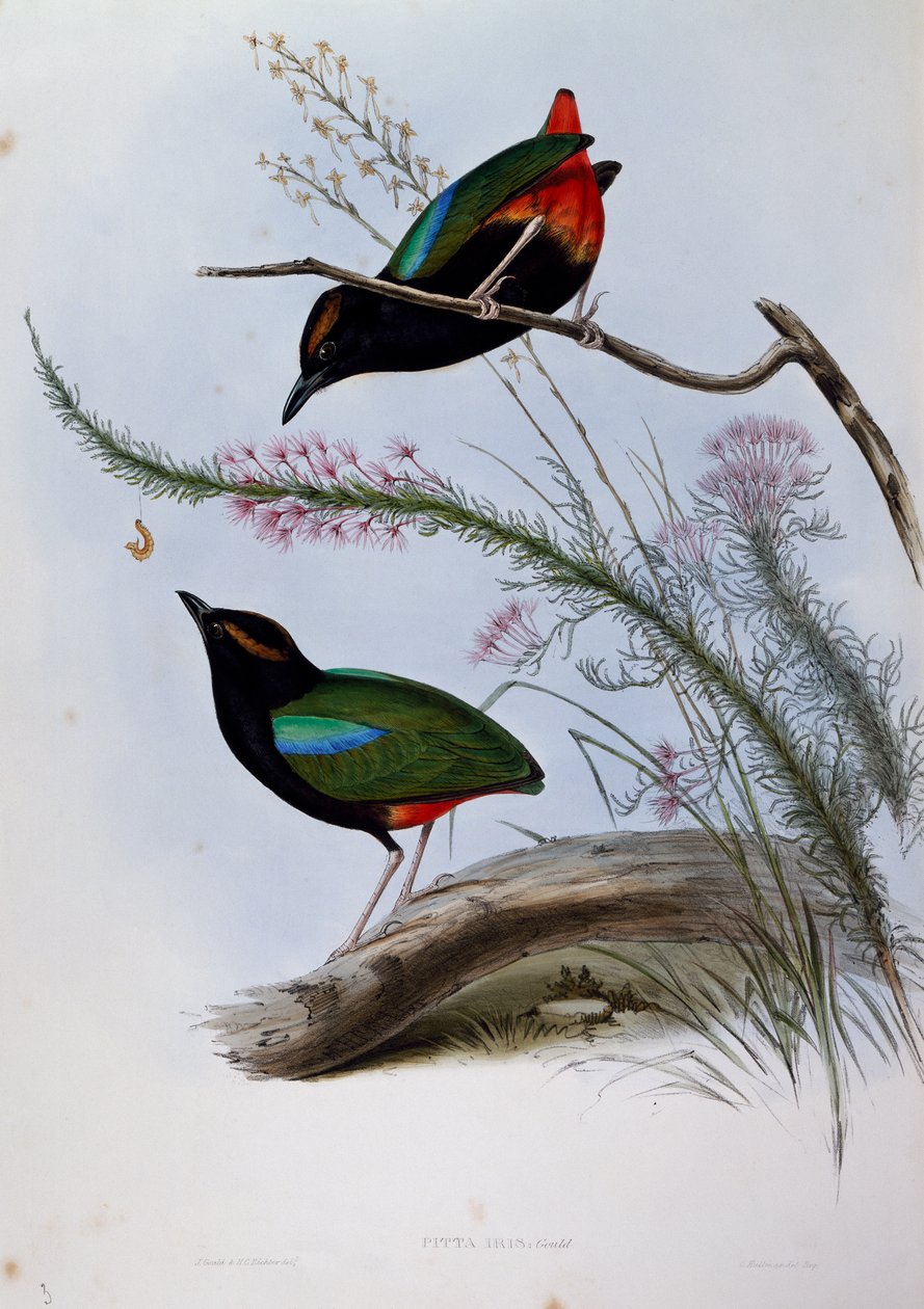 Regenbogenpitta (Pitta iris), Gravur aus Birds of Australia von John Gould