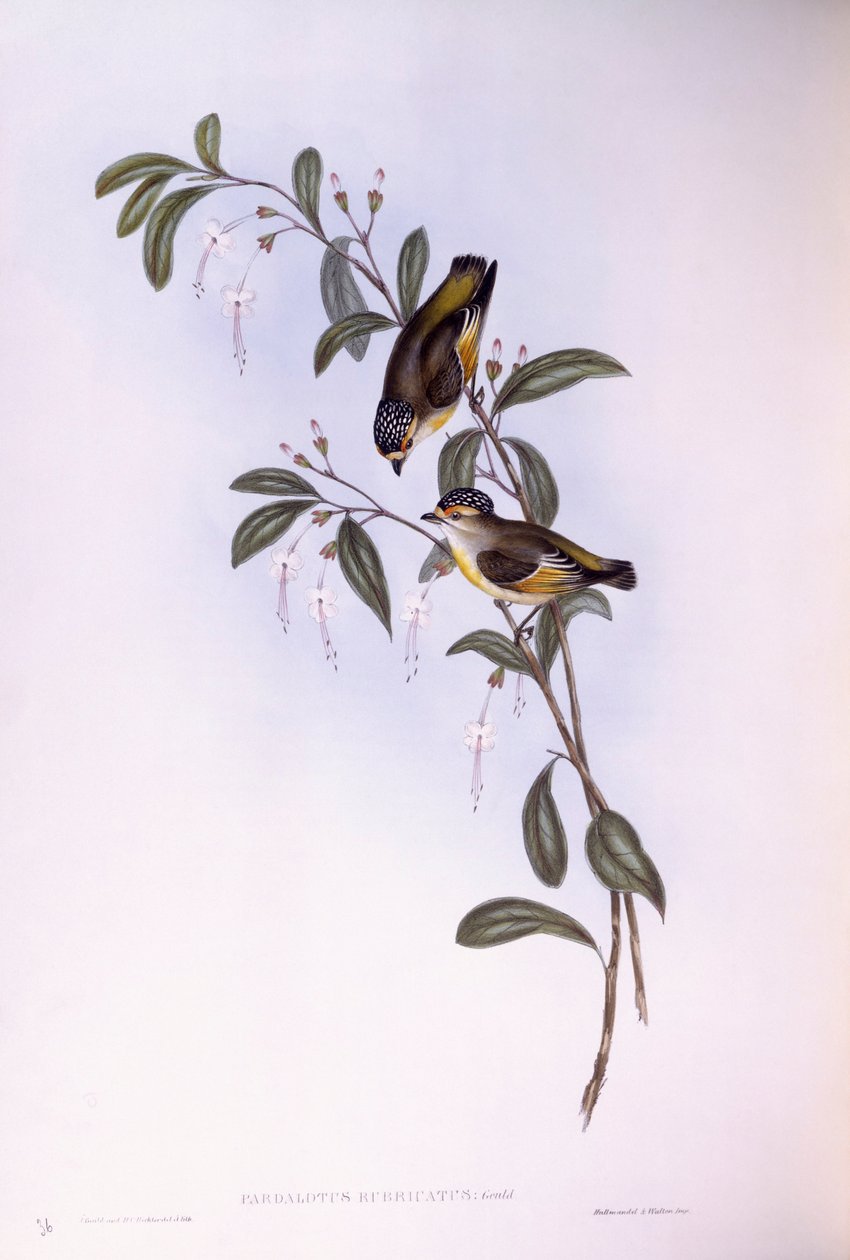 Rotbrauen-Pardalote (Pardalotus rubricatus) von John Gould