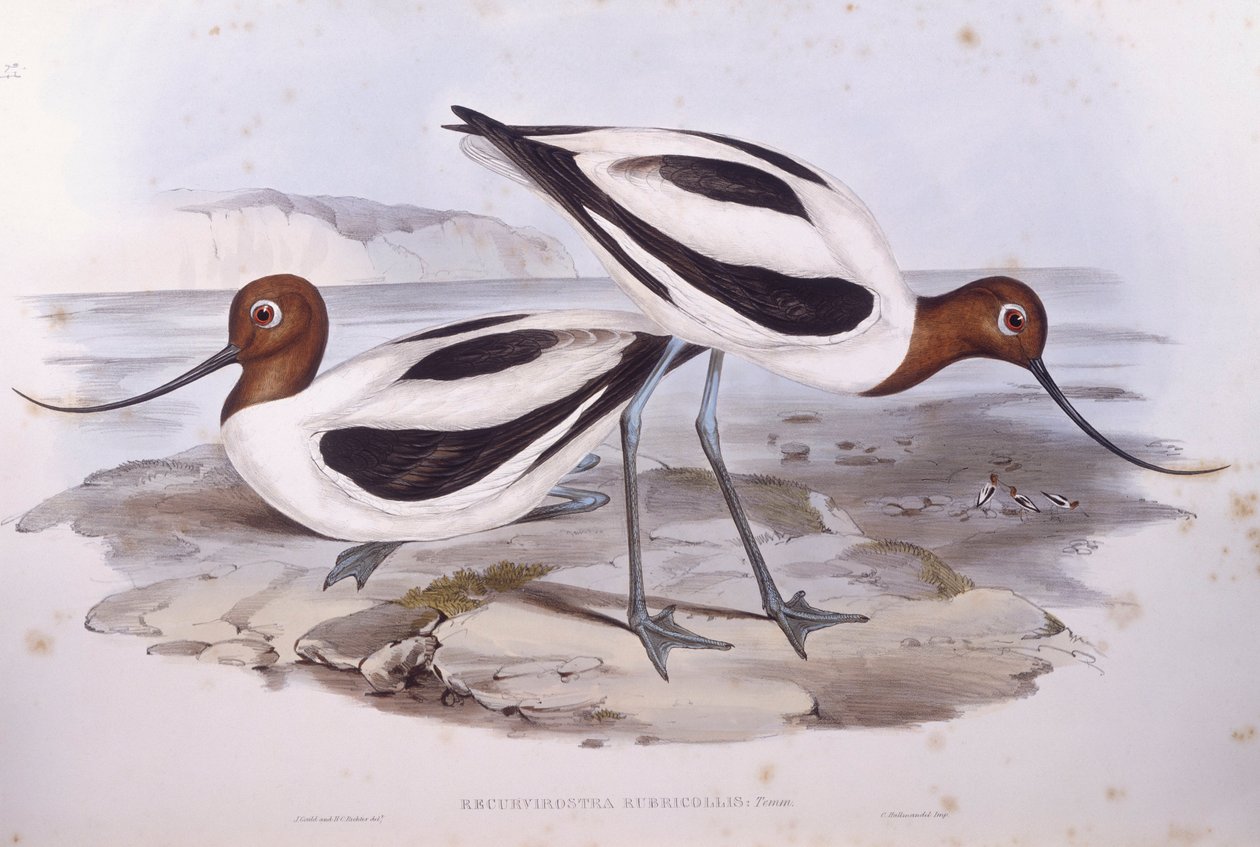 Rotschnabel-Avocet (Recurvirostra novaehollandiae) von John Gould