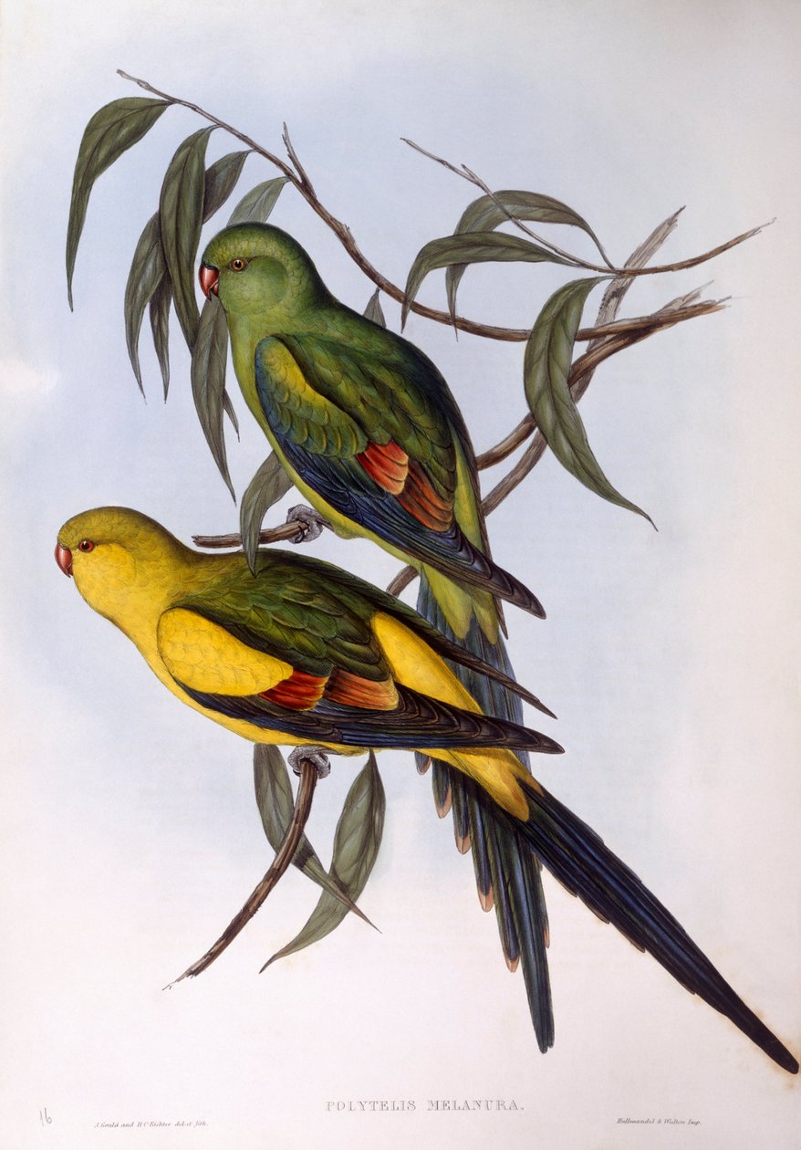 Regentpapagei (Polytelis anthopeplus) von John Gould