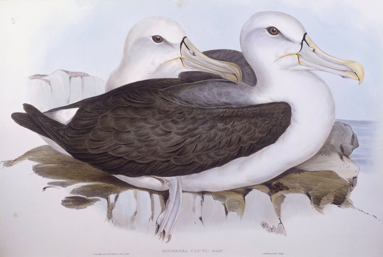 Schwarzbrauenalbatros (Thalassarche cauta), Gravur von John Gould von John Gould