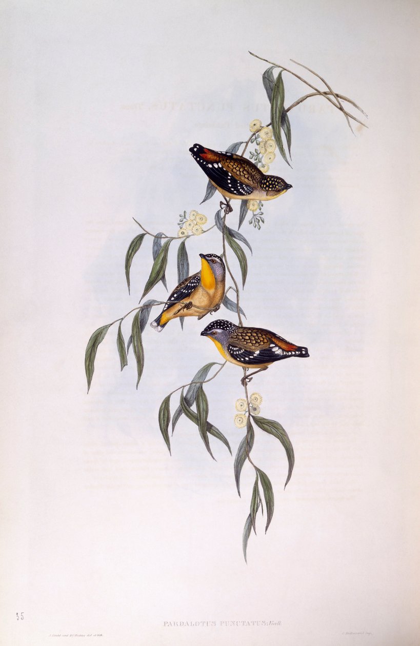 Gefleckter Pardalote (Pardalotus punctatus), Gravur von John Gould von John Gould