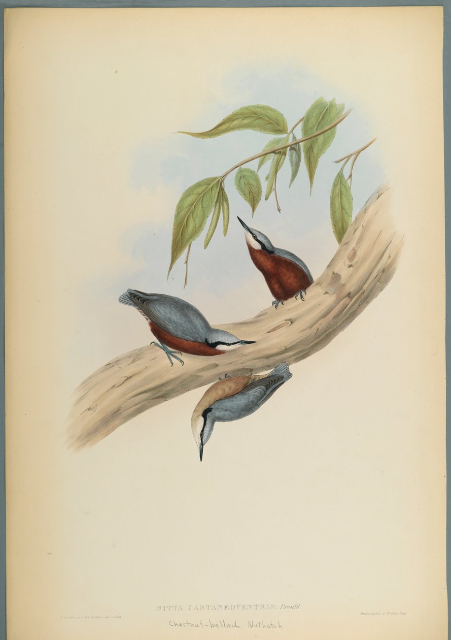 Kastanienbauchkleiber von John Gould