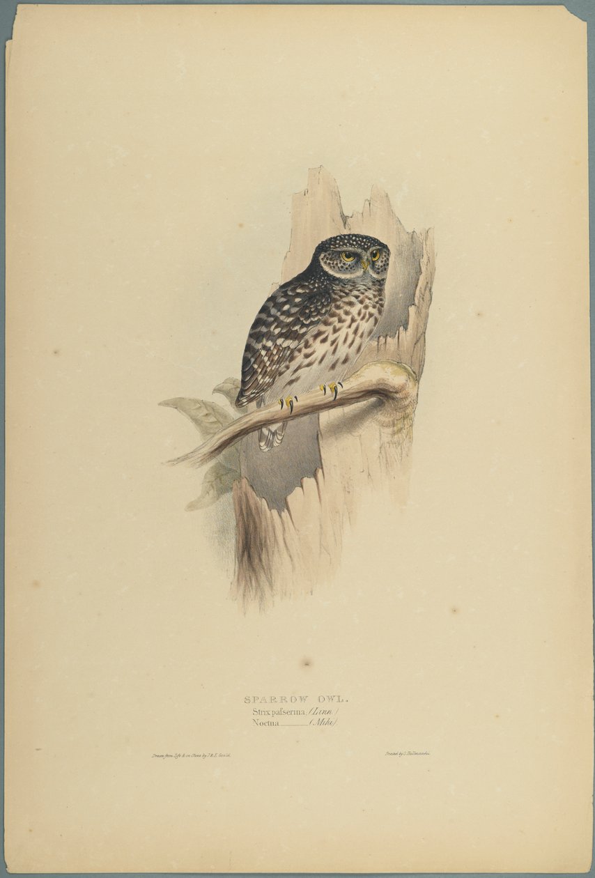 Waldkauz von John Gould