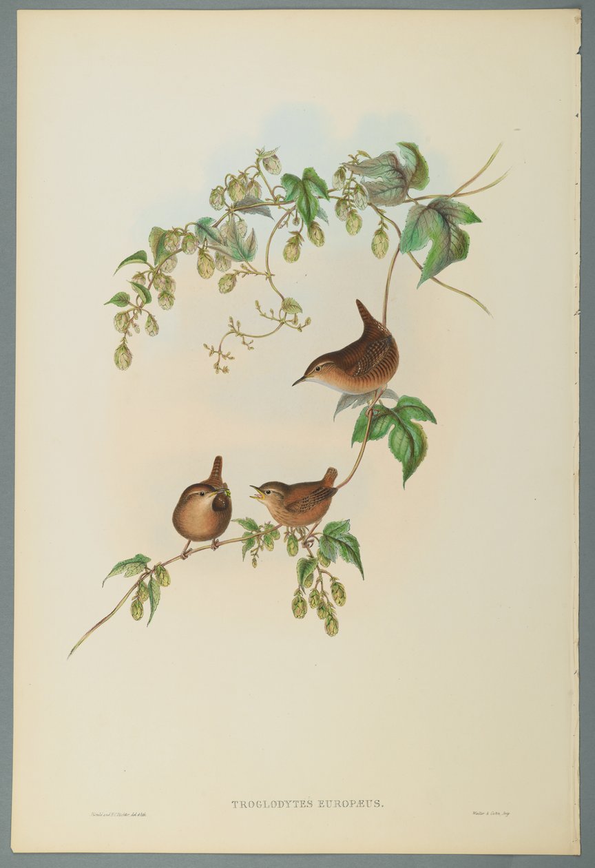 Zaunkönig von John Gould