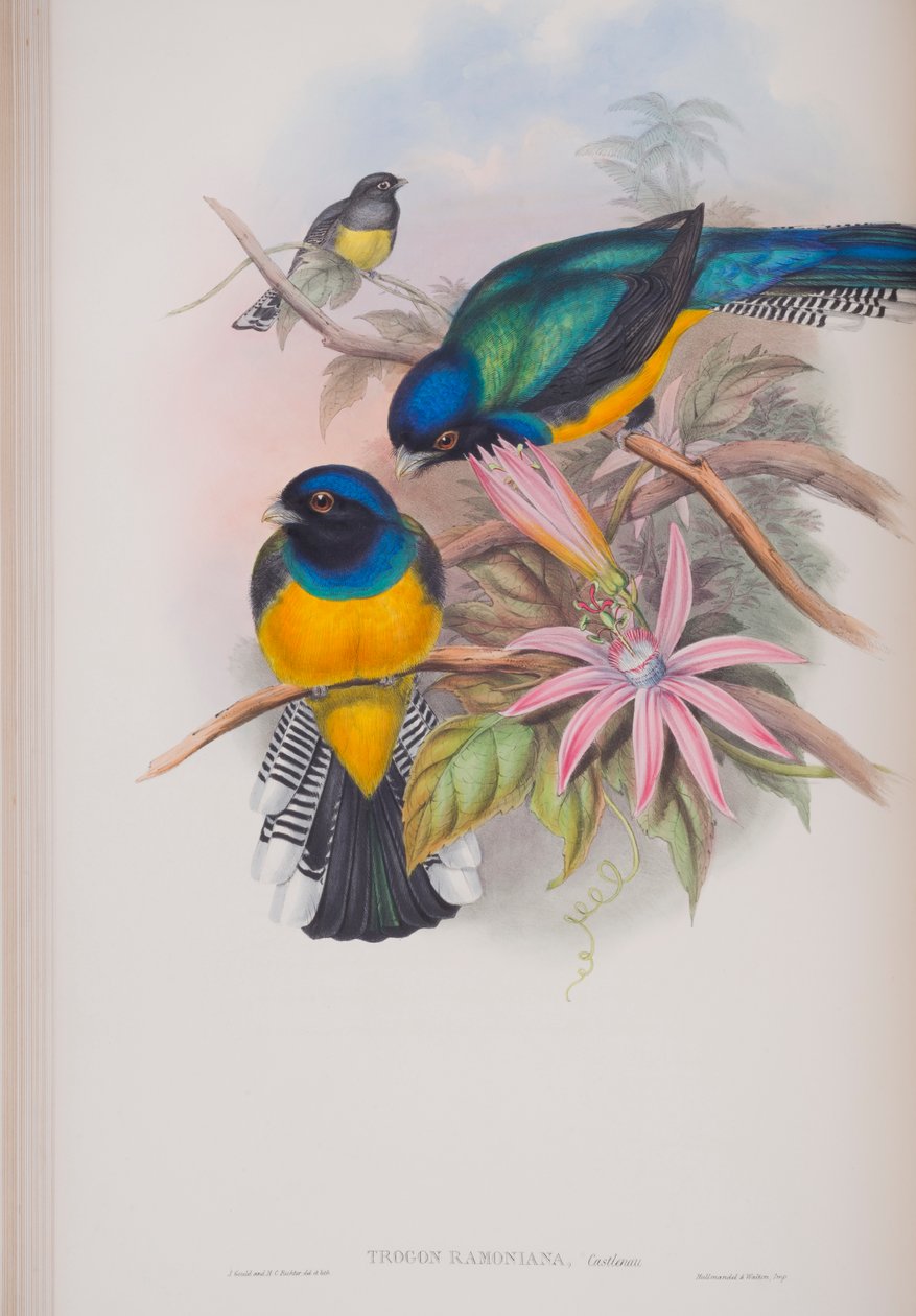 Trogon Ramoniana, Tafel aus Die Vögel von Großbritannien von John Gould, veröffentlicht 1862-73 von John Gould