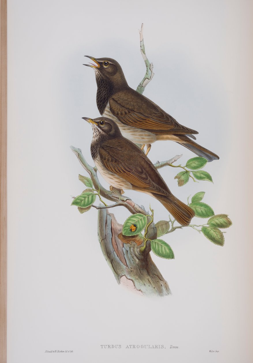 Turdis Atrogularis, Tafel aus Die Vögel von Großbritannien von John Gould, veröffentlicht 1862-73 von John Gould