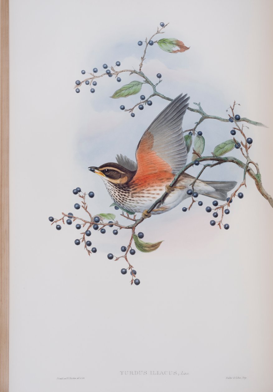 Turdus Illacus, Tafel aus Die Vögel von Großbritannien von John Gould, veröffentlicht 1862-73 von John Gould