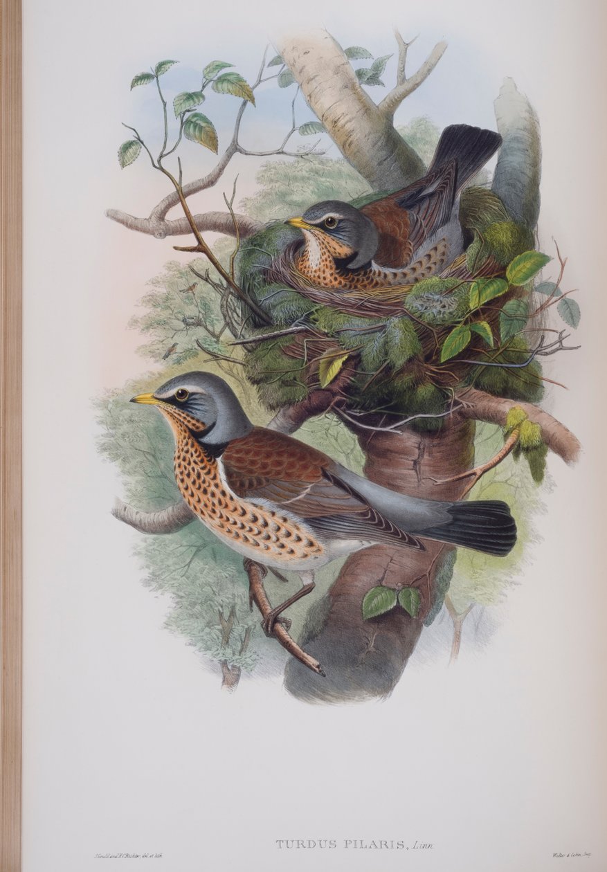 Turdus Pilaris, Tafel aus Die Vögel von Großbritannien von John Gould, veröffentlicht 1862-73 von John Gould