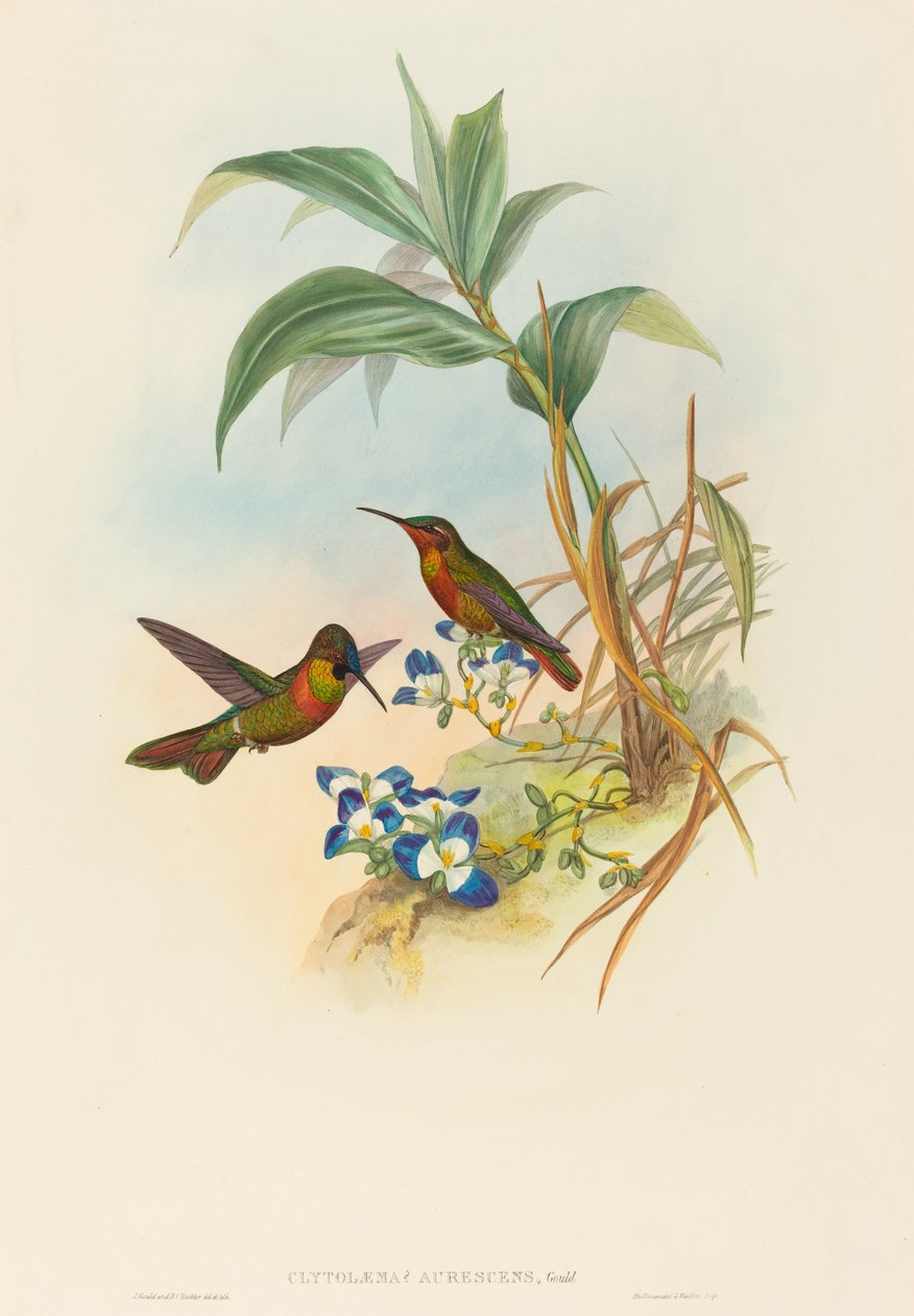 Clytolaema aurescens (Banded Ruby oder Gould