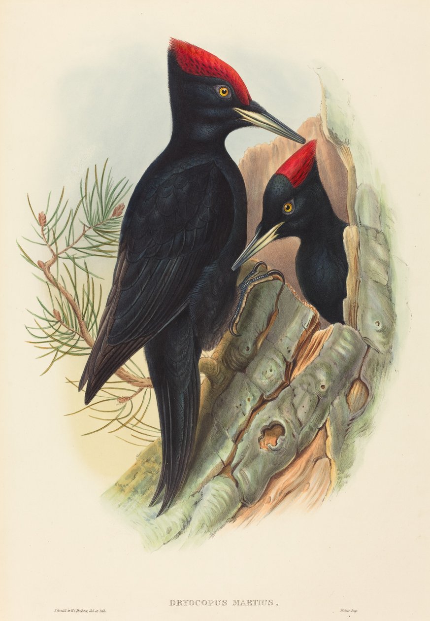 Schwarzspecht (Dryocopus martius) von John Gould and H.C. Richter