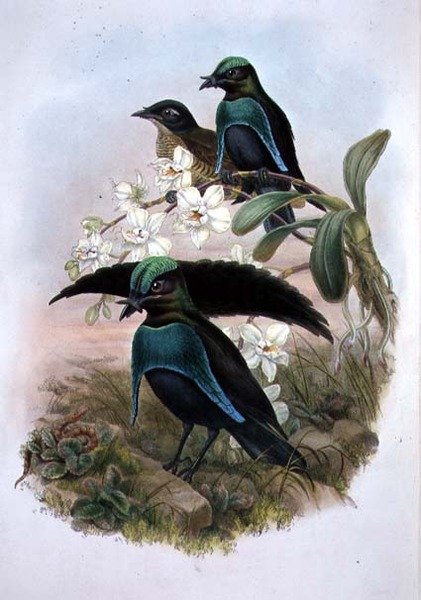 Lophornina - Prächtiger Paradiesvogel (Farblithografie) von John and Hart William (after) Gould