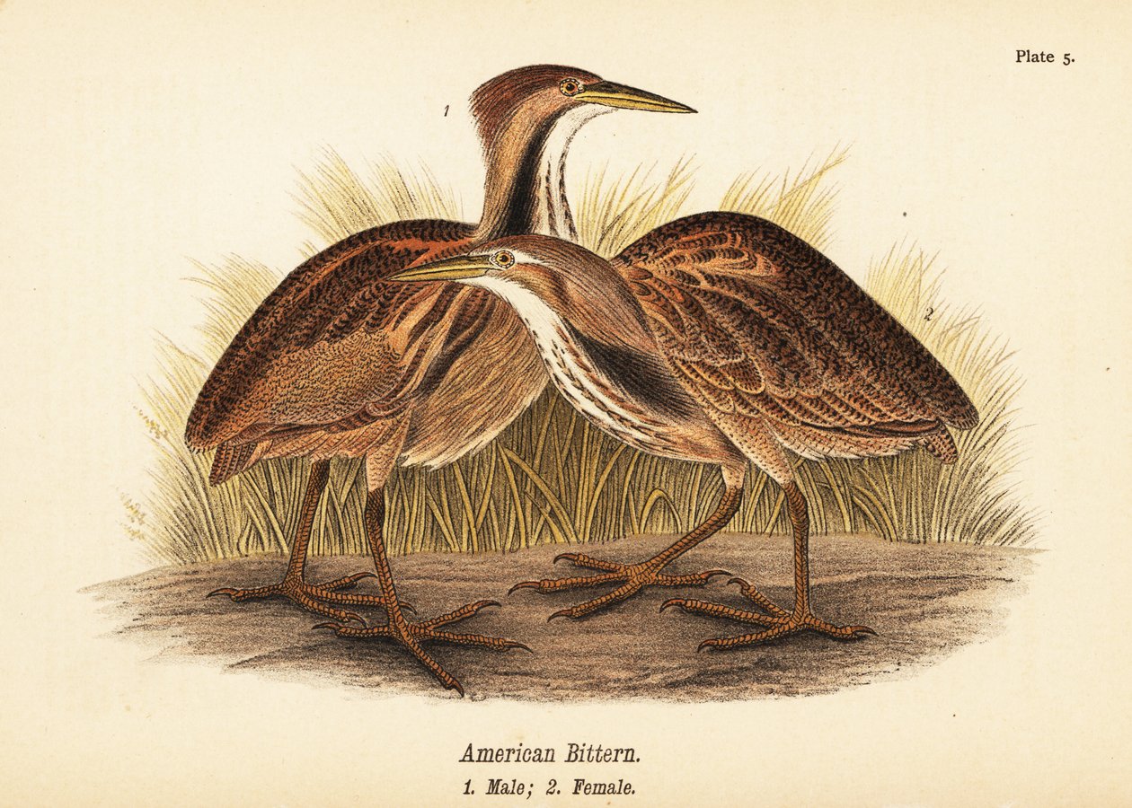Amerikanische Rohrdommel, Botaurus lentiginosus, Männchen 1, Weibchen 2 von John James (after) Audubon