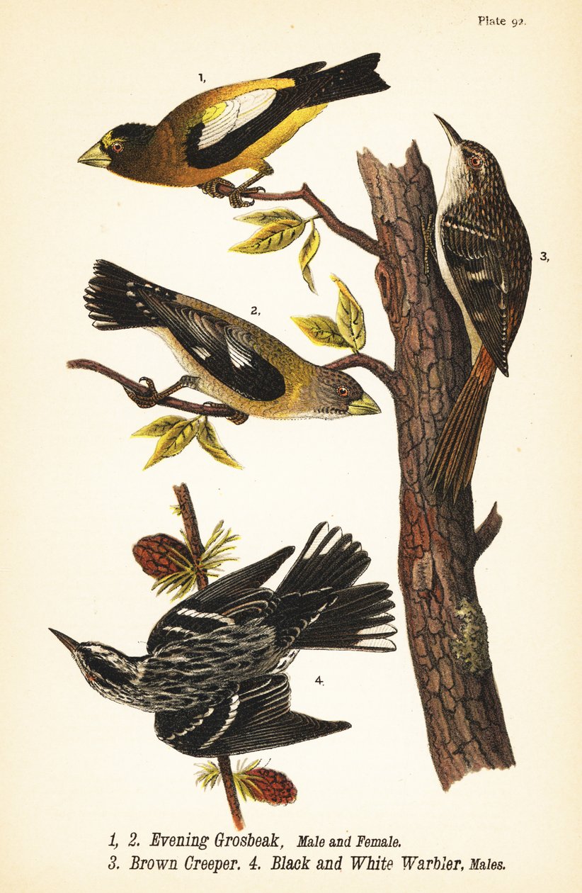 Abendkernbeißer, Coccothraustes vespertinus, Braunkleiber, Certhia americana und Schwarz-Weiß-Waldsänger, Mniotilta varia von John James (after) Audubon