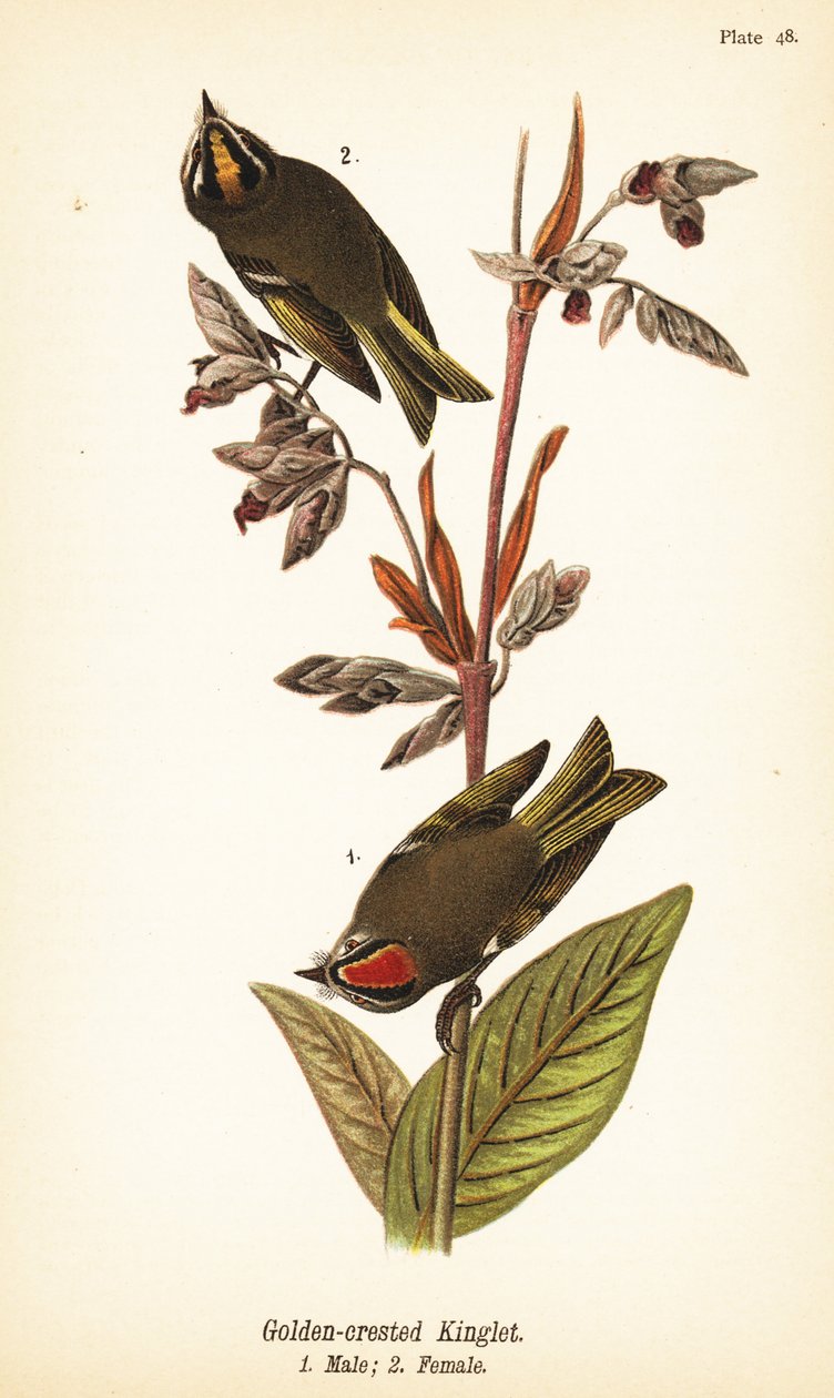 Goldhähnchen, Regulus satrapa von John James (after) Audubon