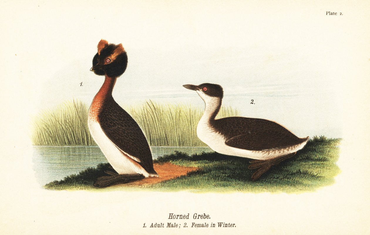 Ohrentaucher, Podiceps auritus, adultes Männchen 1, und Weibchen im Winterkleid von John James (after) Audubon