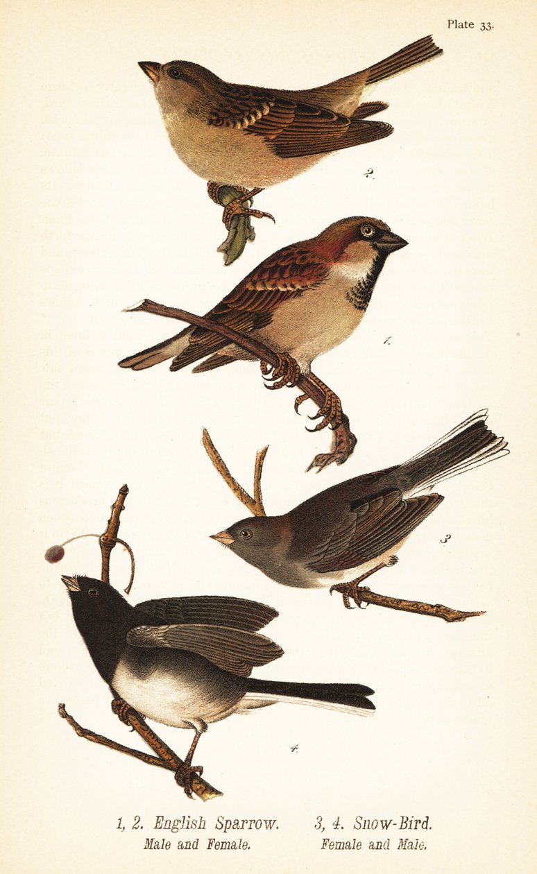 Haussperling, Passer domesticus, und Schieferammer, Junco hyemalis von John James (after) Audubon