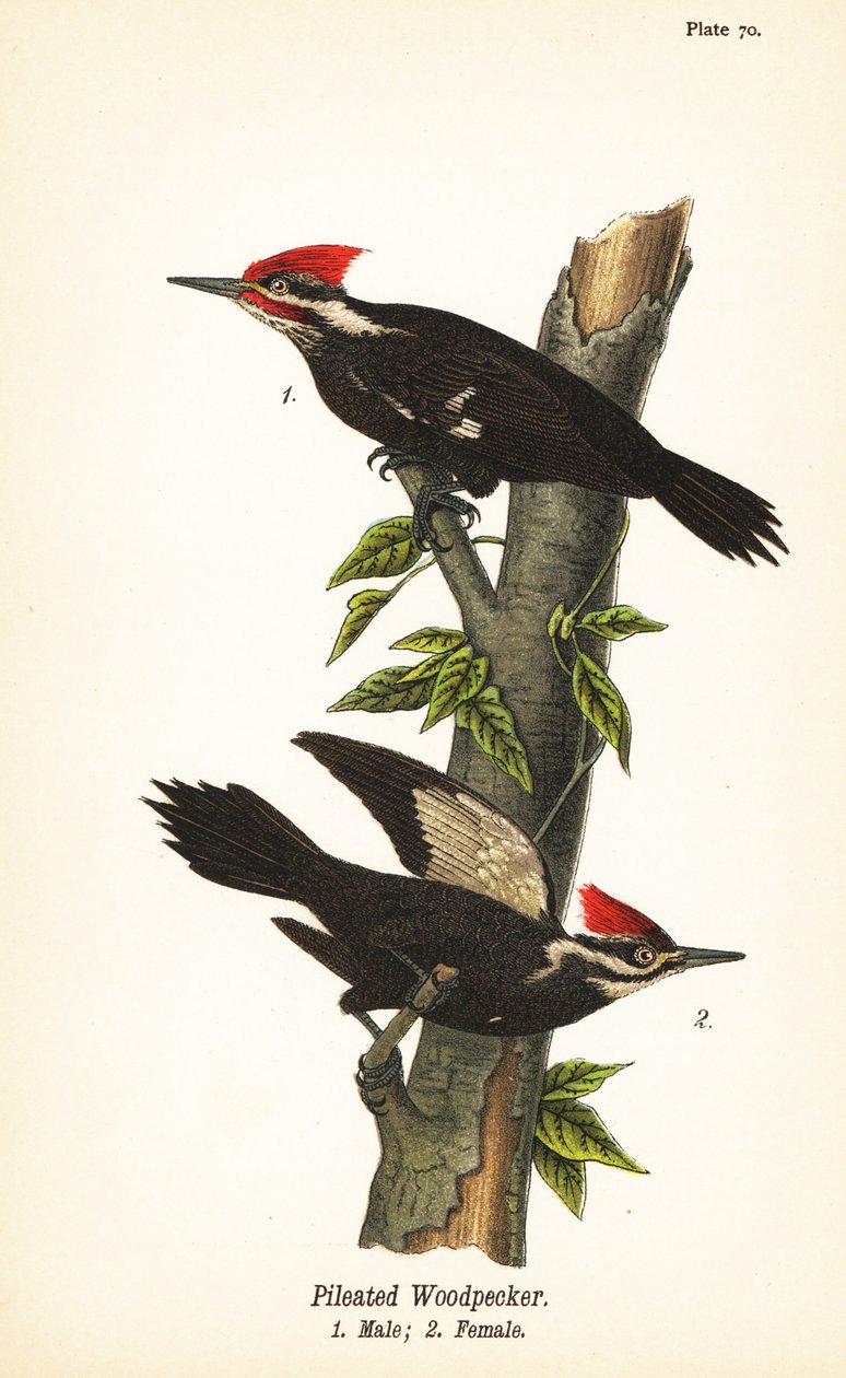Helmspecht, Dryocopus pileatus, Männchen 1, Weibchen 2 von John James (after) Audubon