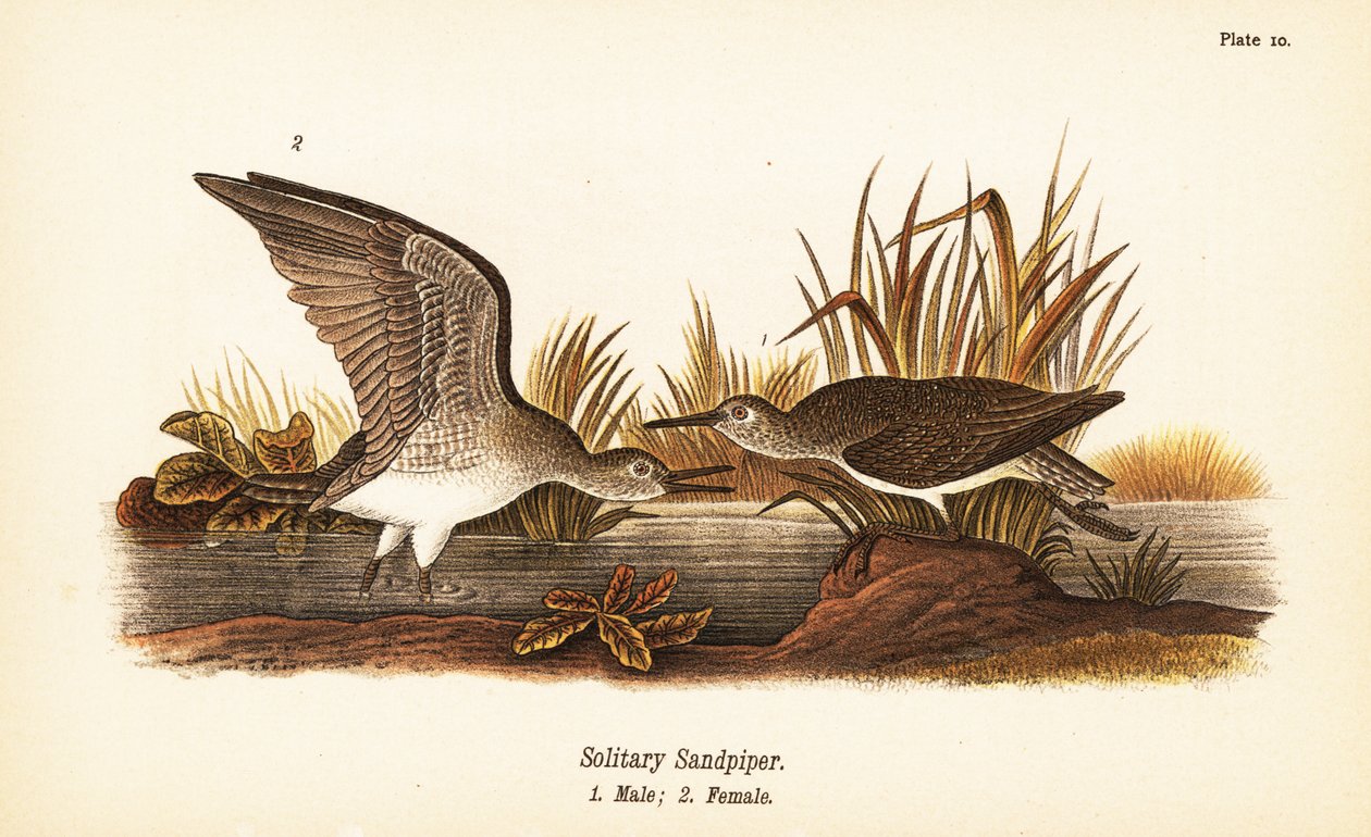 Einsamer Wasserläufer, Tringa solitaria, Männchen 1, Weibchen 2 von John James (after) Audubon