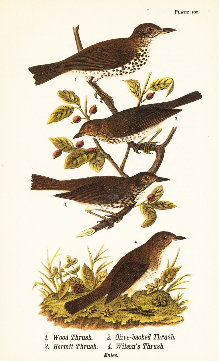 Wald-Drossel, Hylocichia mustelina 1, Swainsons Drossel, Catharus ustulatus 2, Olivrückendrossel oder Einsiedlerdrossel, Catharus guttatus 3, und Rostdrossel oder Wilsons Drossel, Catharus fuscescens 4 von John James (after) Audubon