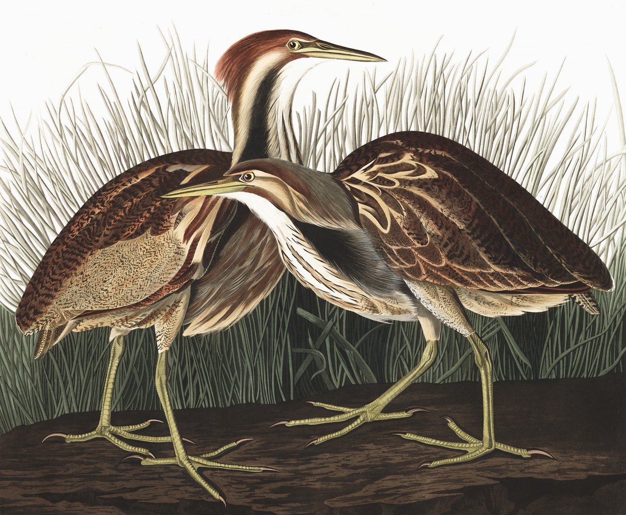 Amerikanischer Rohrdommel, Botaurus Lentiginosus, aus 
