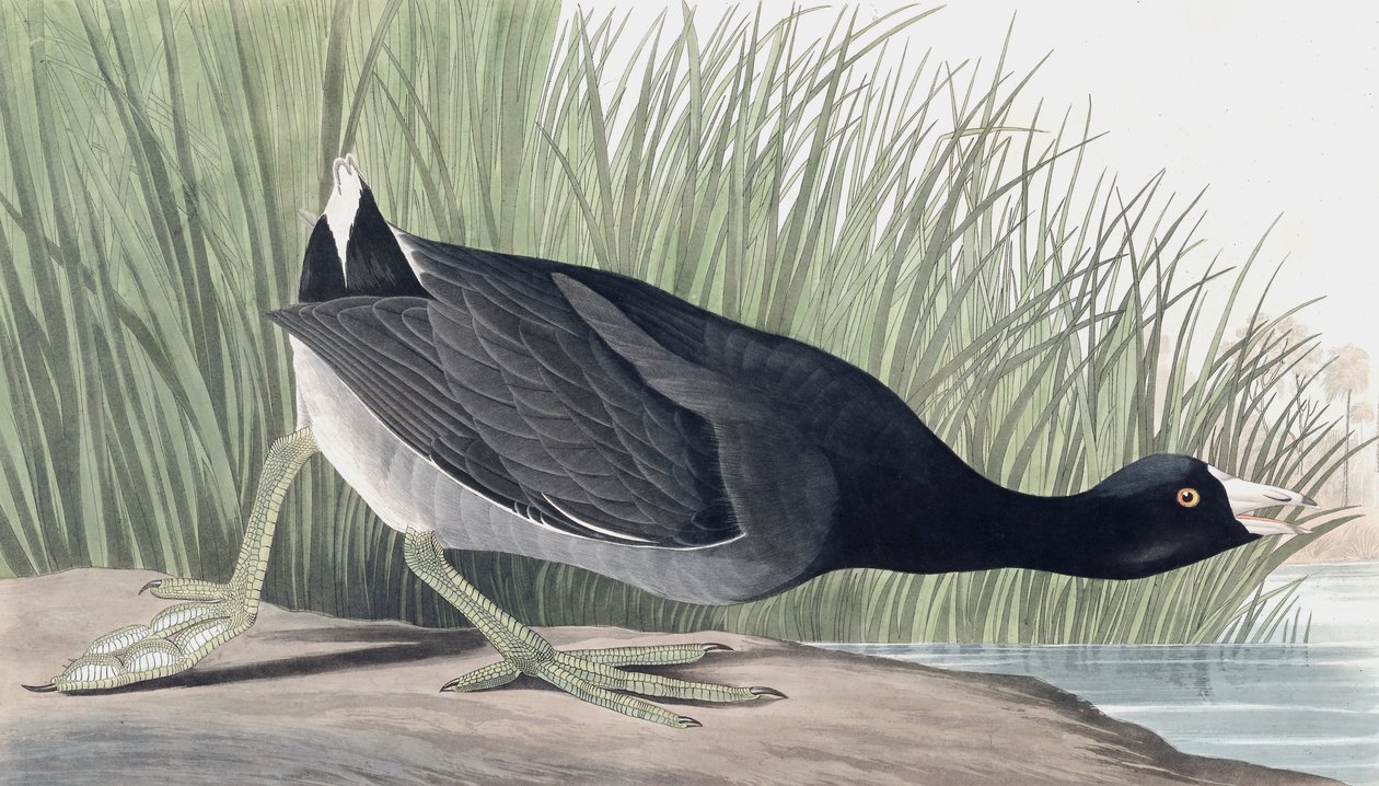 Amerikanisches Blässhuhn, Fulica Americana, aus "The Birds of America" von John J. Audubon, veröffentlicht 1827-38 von John James Audubon