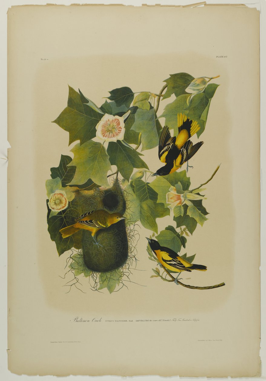 Baltimore-Trupial, gedruckt von Julien Bien und veröffentlicht von Roe Lockwood & Son, 1861 von John James Audubon