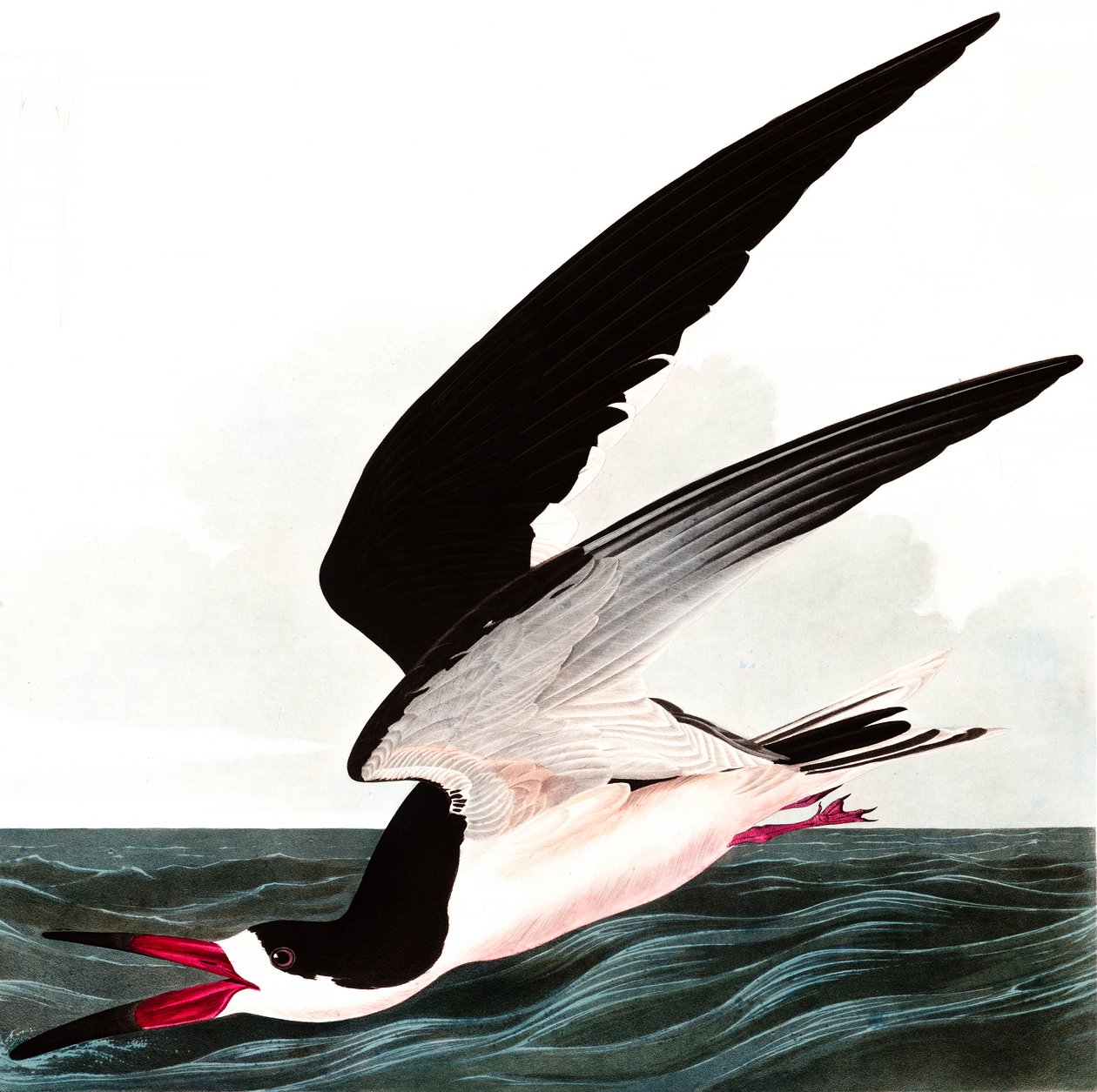 Schwarzer Scherenschnabel, Rhincops Nigra, aus "The Birds of America" von John J. Audubon, veröffentlicht 1827-38 von John James Audubon