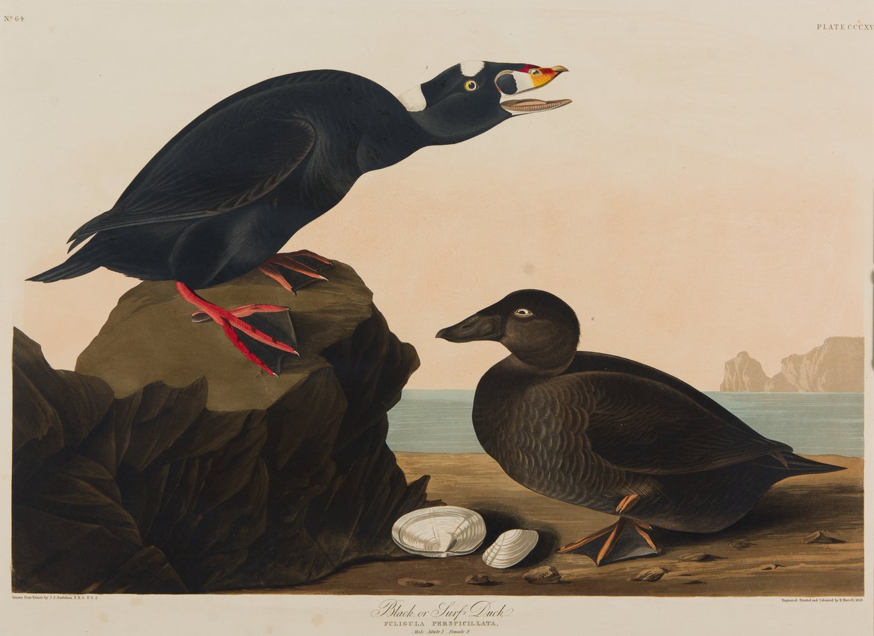 Schwarze Ente, 1836 von John James Audubon