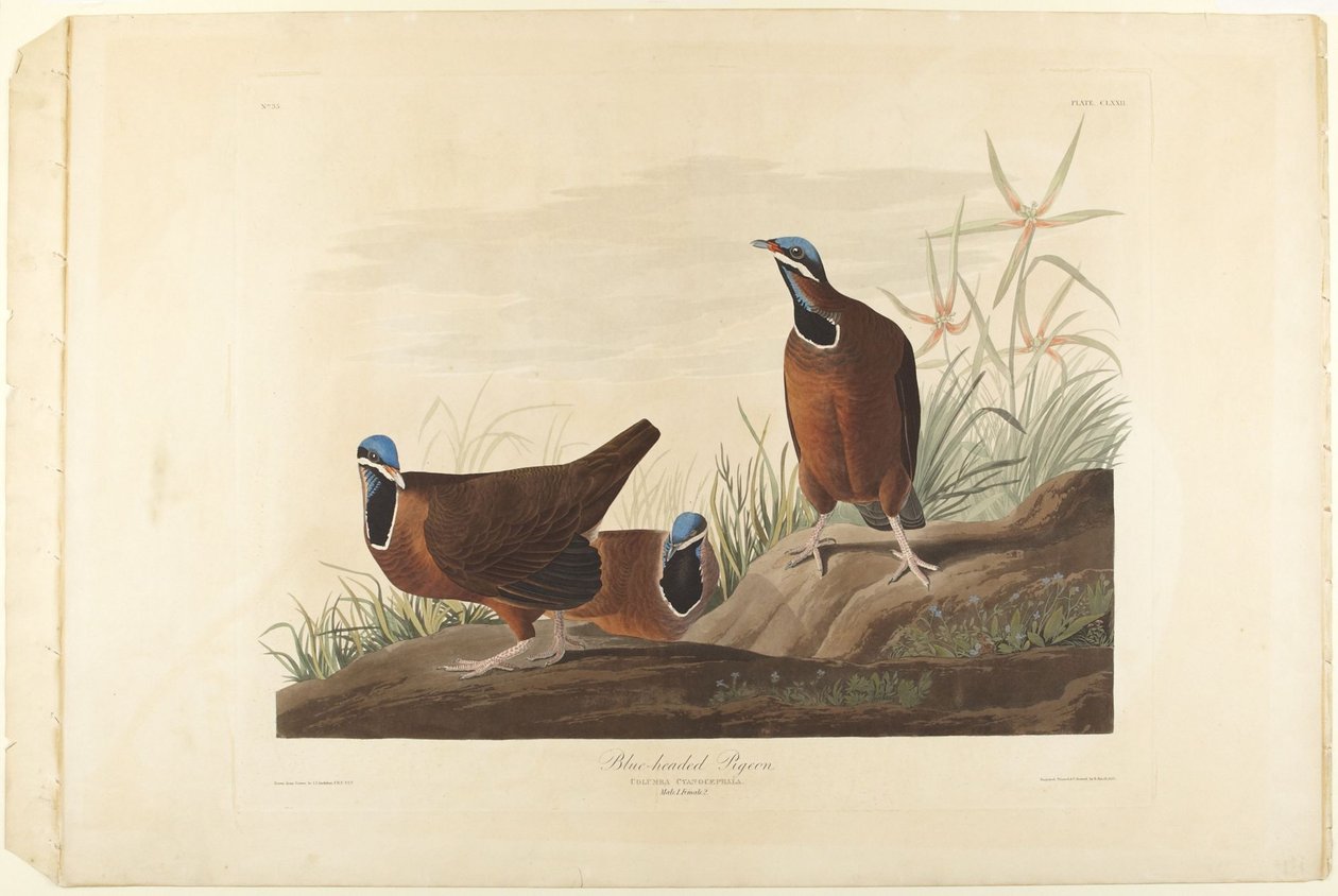 Blauköpfige Taube von John James Audubon