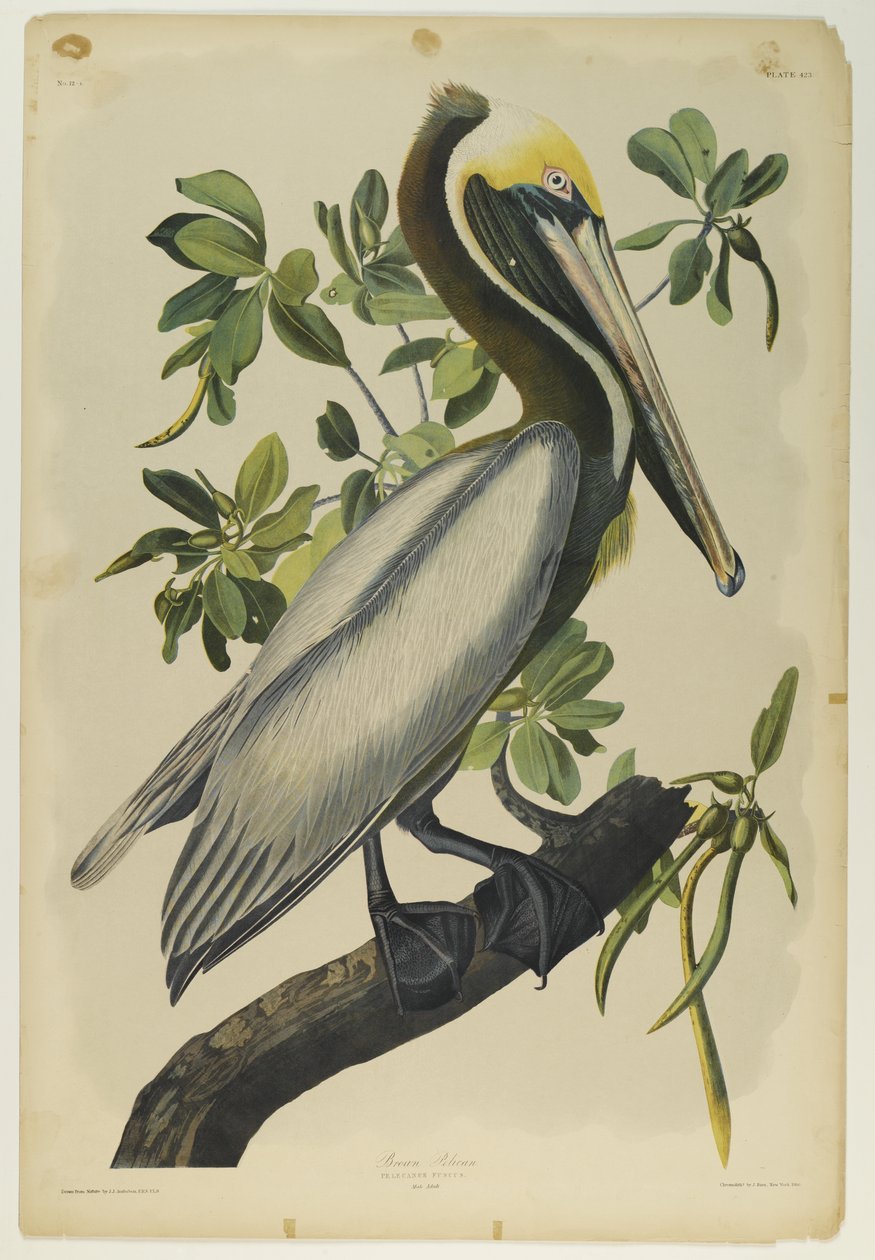 Brauner Pelikan, gedruckt von Julien Bien und veröffentlicht von Roe Lockwood & Son, 1861 von John James Audubon