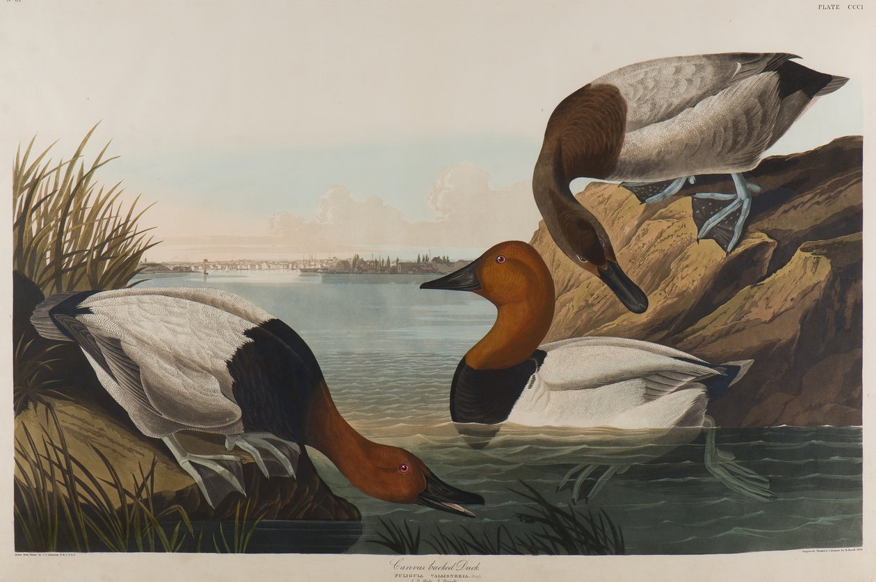Rückenente, 1836 von John James Audubon