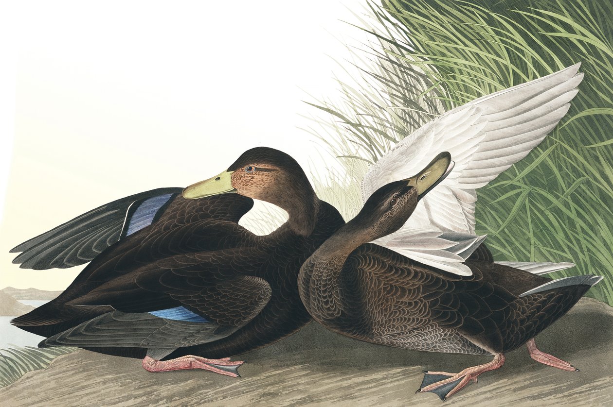 Dunkelente, Anas Obscura, aus "Die Vögel Amerikas" von John J. Audubon, veröffentlicht 1827-38 von John James Audubon