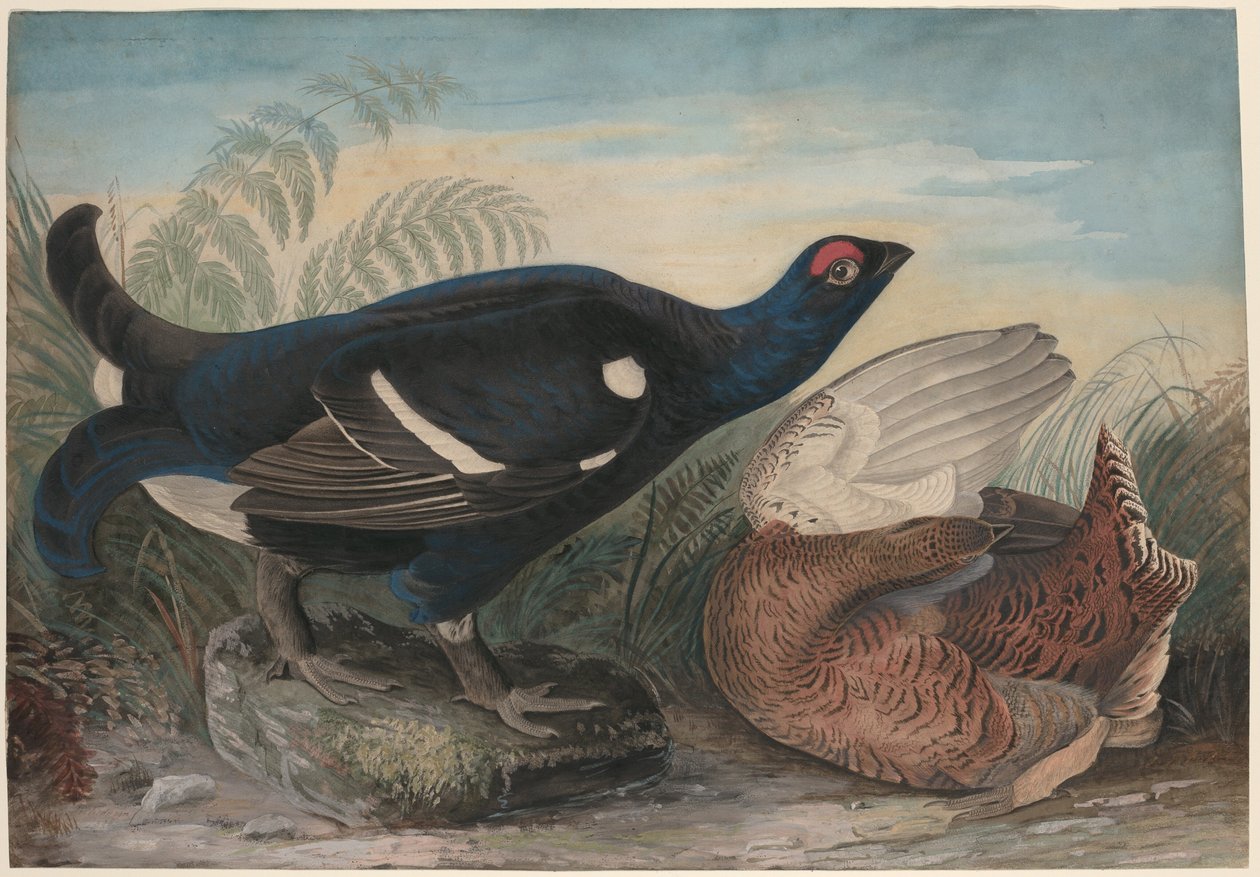 Englische Birkhühner von John James Audubon