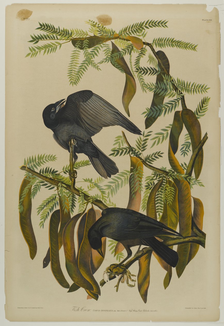 Fischkrähe, gedruckt von Julien Bien und veröffentlicht von Roe Lockwood & Son, 1861 von John James Audubon