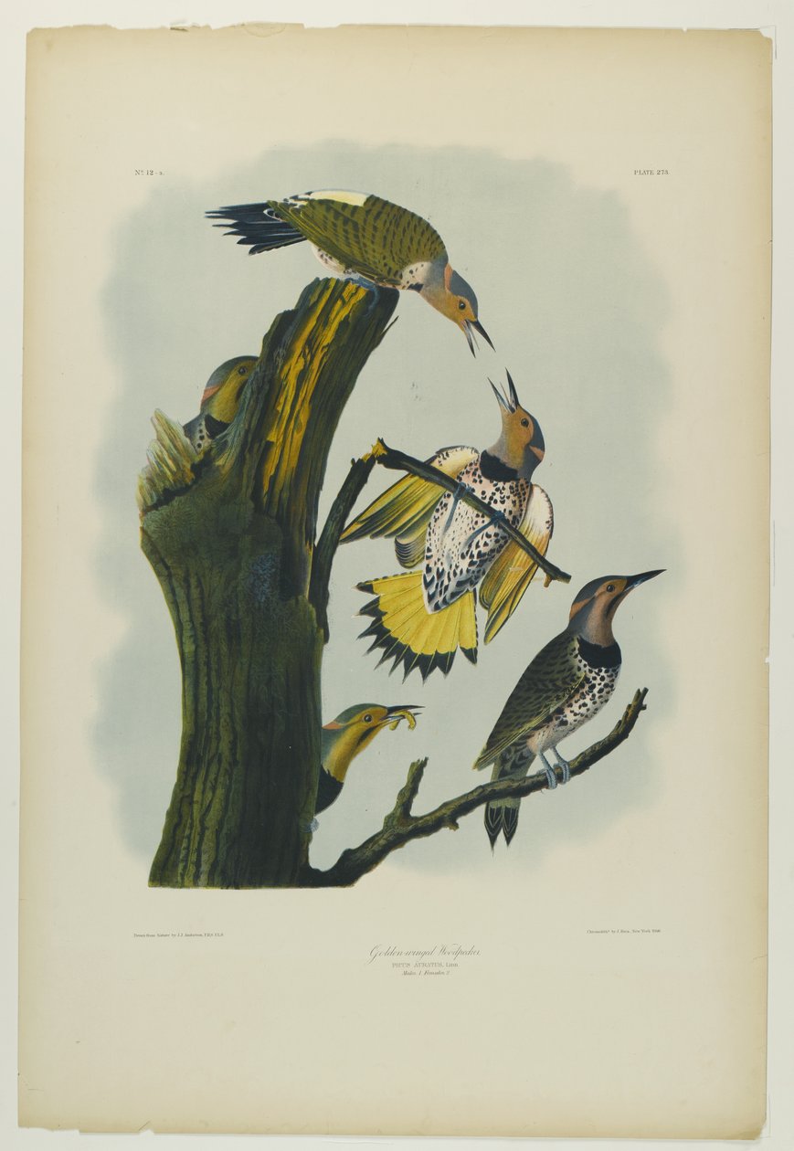 Goldflügel-Specht, gedruckt von Julien Bien und veröffentlicht von Roe Lockwood & Son, 1861 von John James Audubon